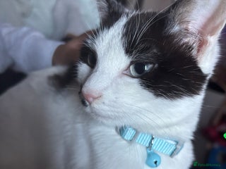 Mixed Breed cats Friendly kitten looking for a home - Advert 1