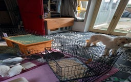 Mini Lop rabbits for sale: 9 Mixed Mini Lop Bunnies for sale - Image 6