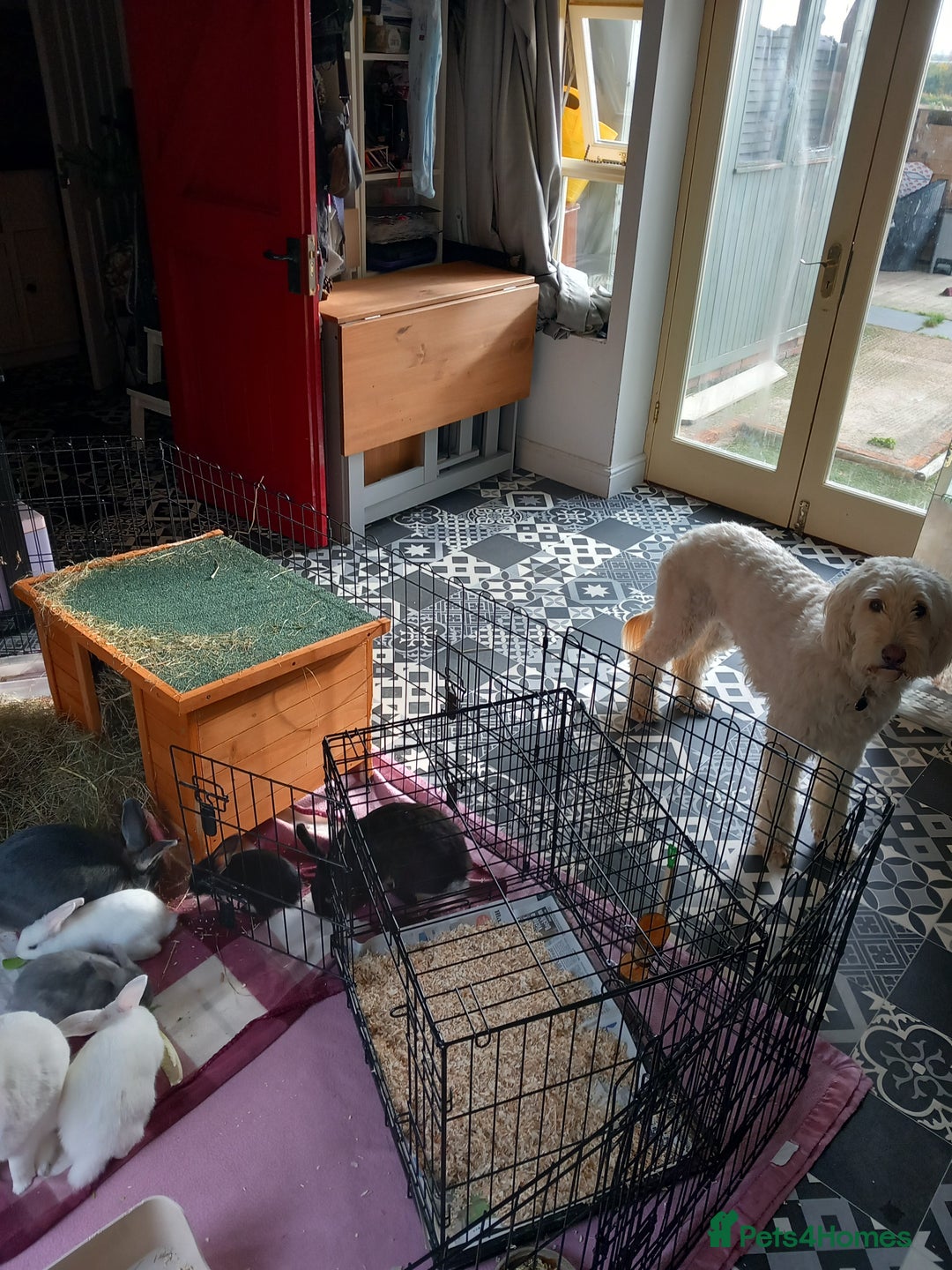 Mini Lop rabbits for sale: 9 Mixed Mini Lop Bunnies for sale - Image 6