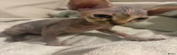 Sphynx cats for sale: Beautiful Stripy Sphynx kittens - Advert 3