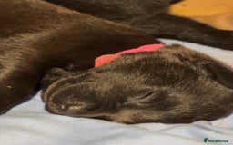 Labrador Retriever dogs for sale: Female black Labrador  - Image 2