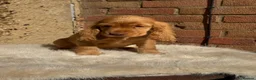 Cocker Spaniel dogs for sale: English show cockers  - Advert 8
