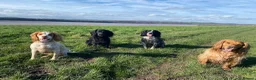 Cocker Spaniel dogs for sale: Cocker spaniel puppies  - Advert 12
