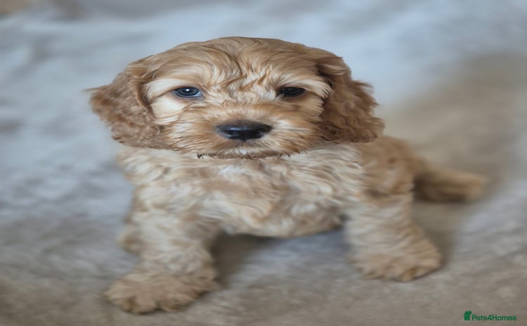 Cockapoo dogs - Advert 4