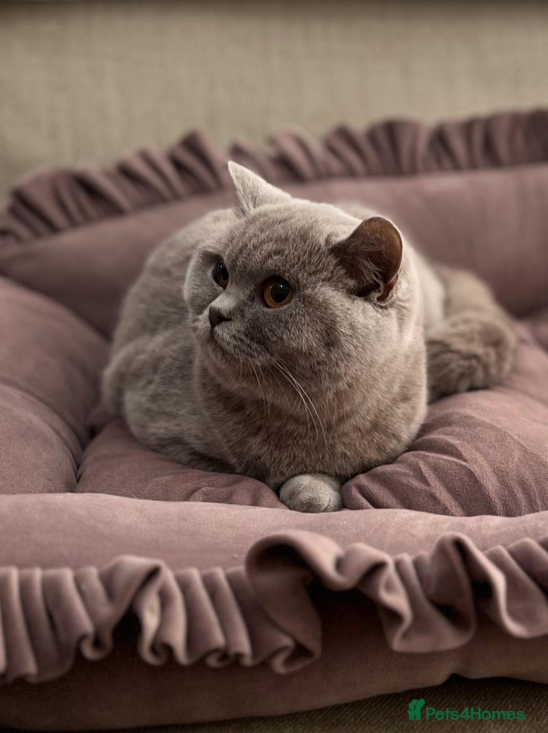 British Shorthair cats for sale: Pure Pedigree Lilac British Shorthair Boy - Advert 6
