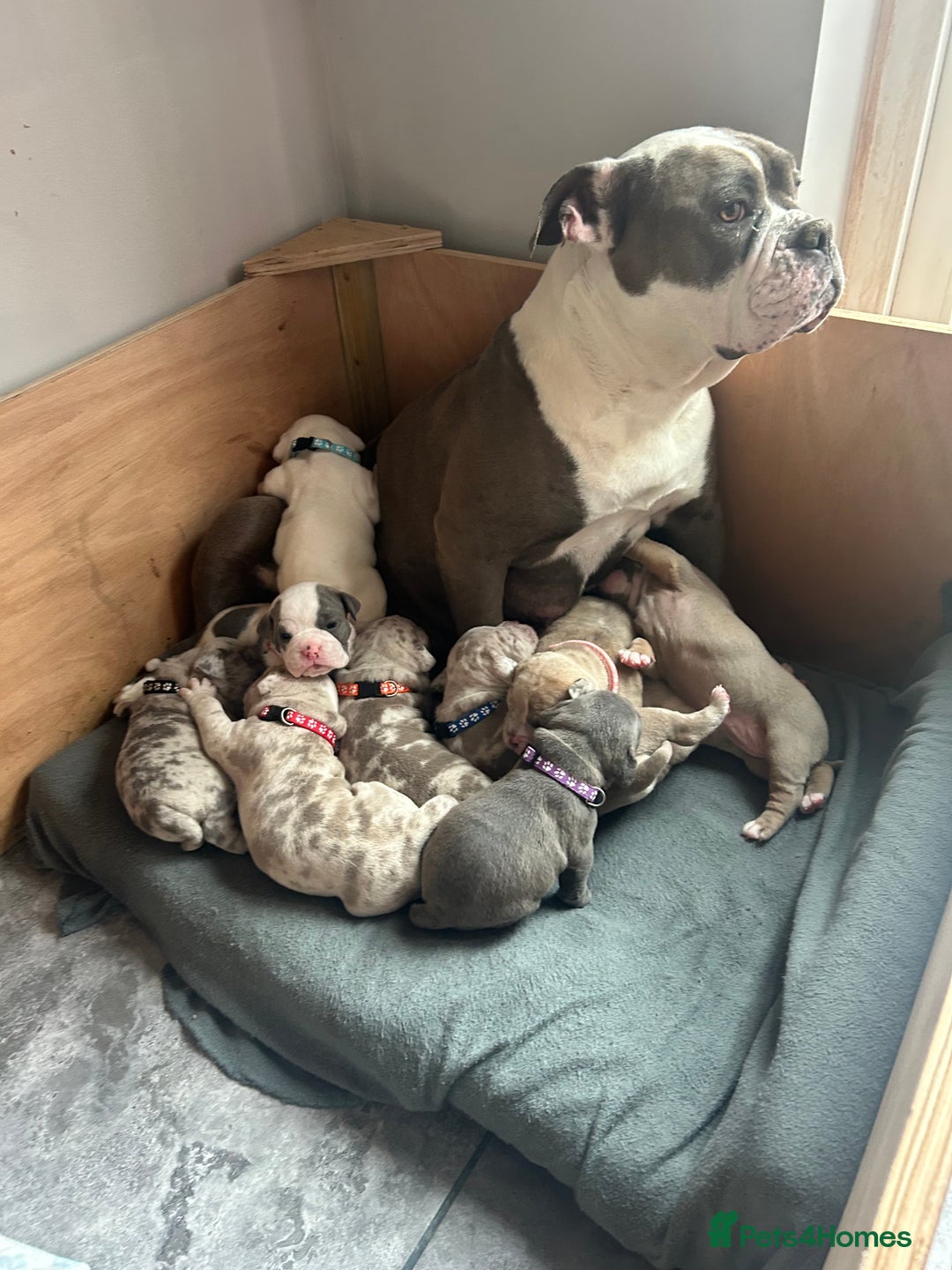 Olde English Bulldogge dogs for sale: Olde English bulldoge pups  - Image 10