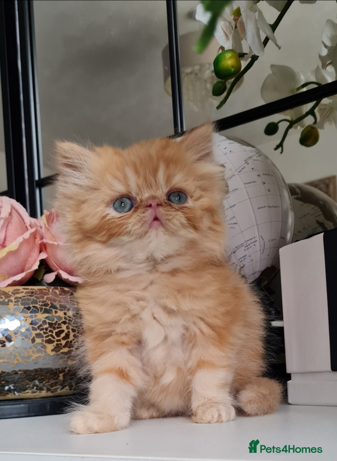 Persian cats for sale: Beautiful persian kittens  - Image 8