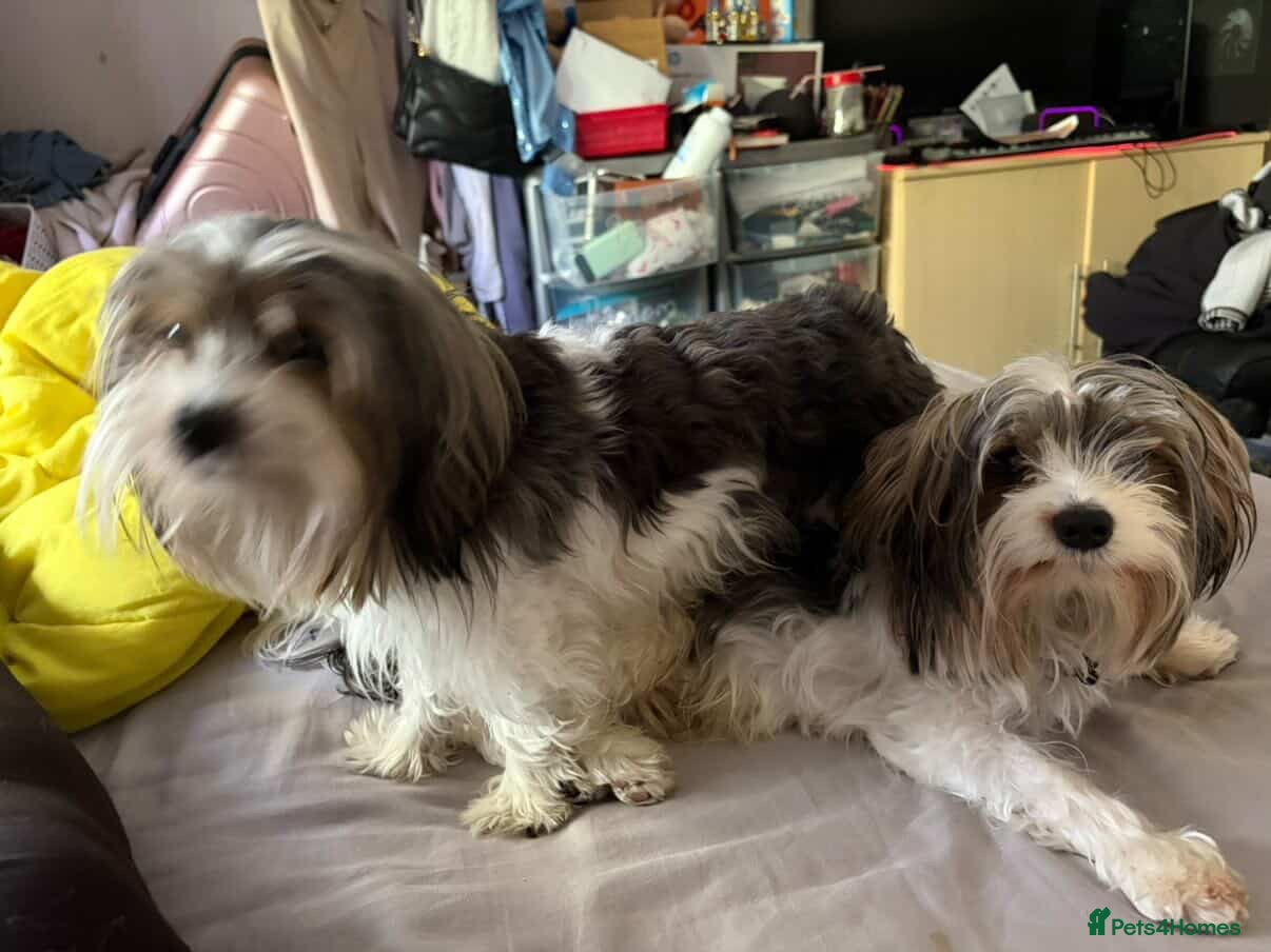 Yorkshire Terrier dogs Two biewer terrier brothers - Advert 2