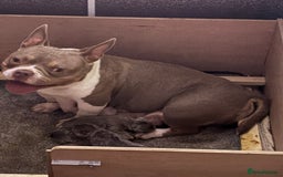 Mixed Breed dogs for sale: Pocket bully x Big rope frenchie  - Image 9