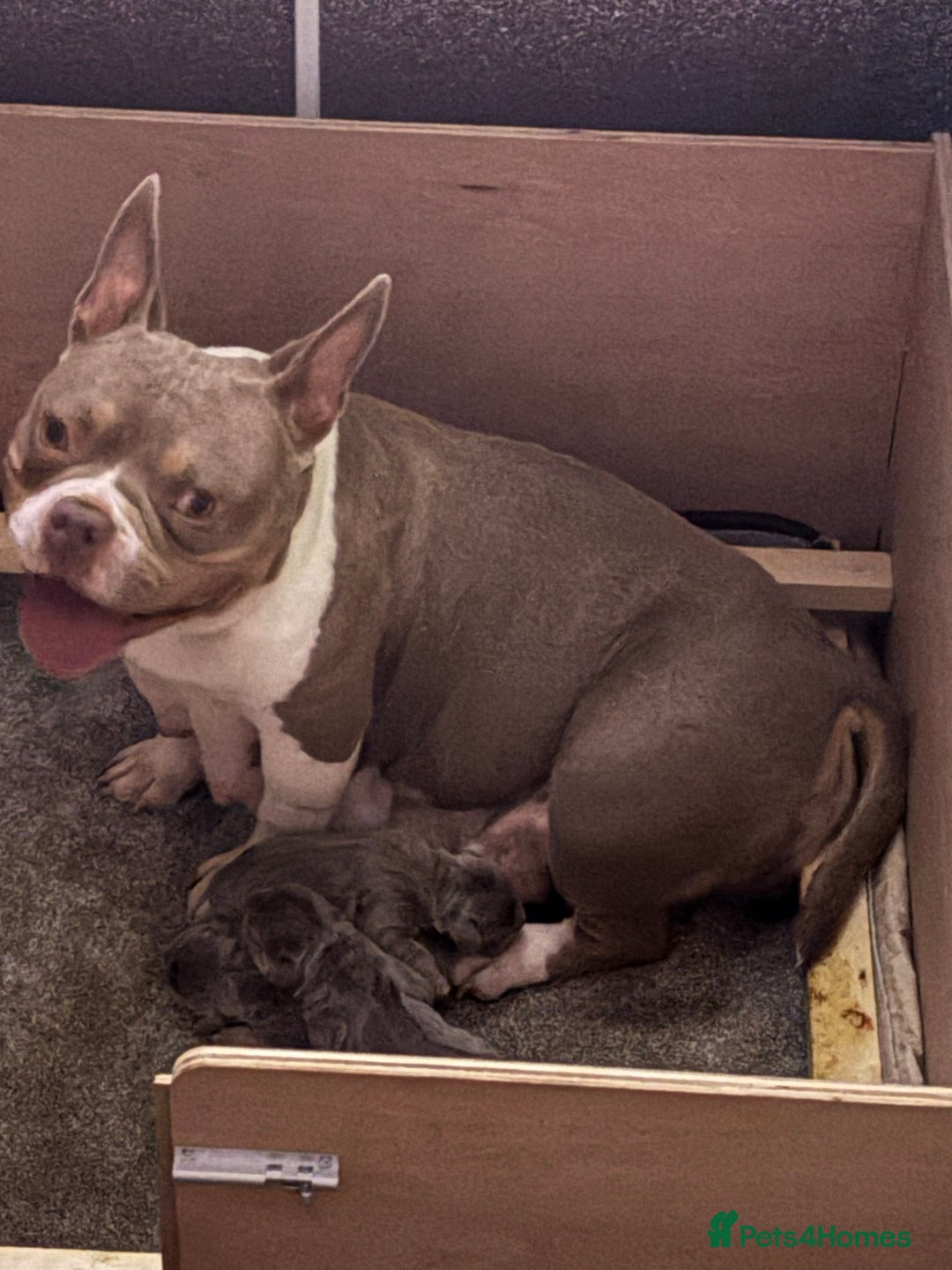 Mixed Breed dogs for sale: Pocket bully x Big rope frenchie  - Image 9