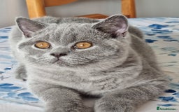 British Shorthair cats for sale: Gorgeous big boy kitten  - Image 7