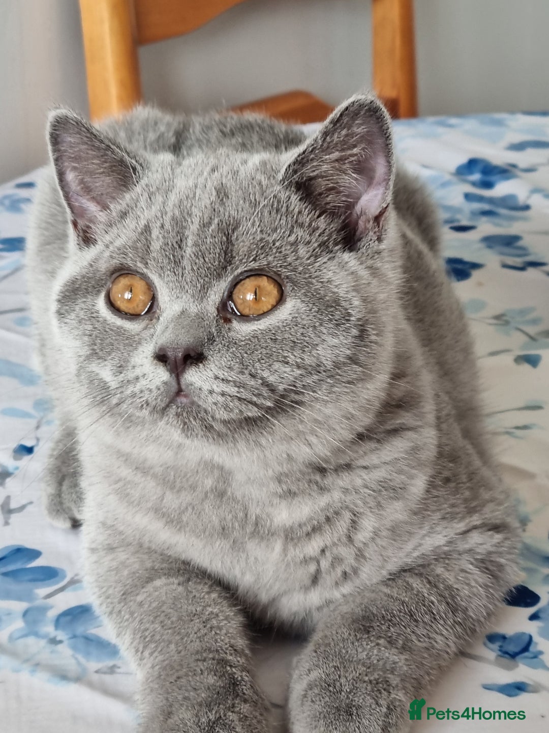 British Shorthair cats for sale: Gorgeous big boy kitten  - Image 7