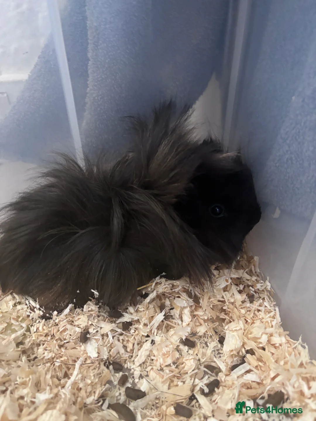 Guinea Pig rodents for sale: Two long haired Guinea pigs  - Advert 2