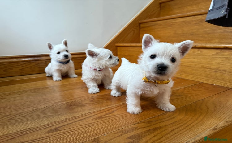West Highland Terrier dogs - Advert 1