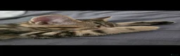 Mixed Breed cats for sale: 🐾 6 Beautiful Tabby Kittens 🐾 - Advert 13