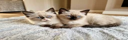 Ragdoll cats for sale: Purebred Ragdoll Kittens, Ready to Go - Advert 13