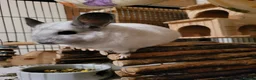 Chinchilla rodents for sale: Bonded females in Telford - Advert 2