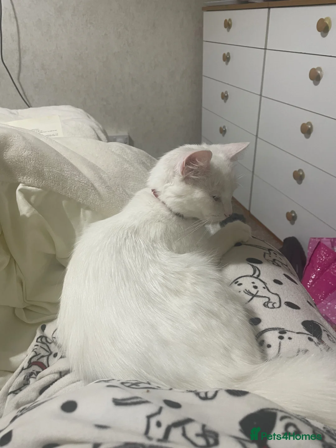 Mixed Breed cats for sale: White kitten  in Wirral - Advert 3