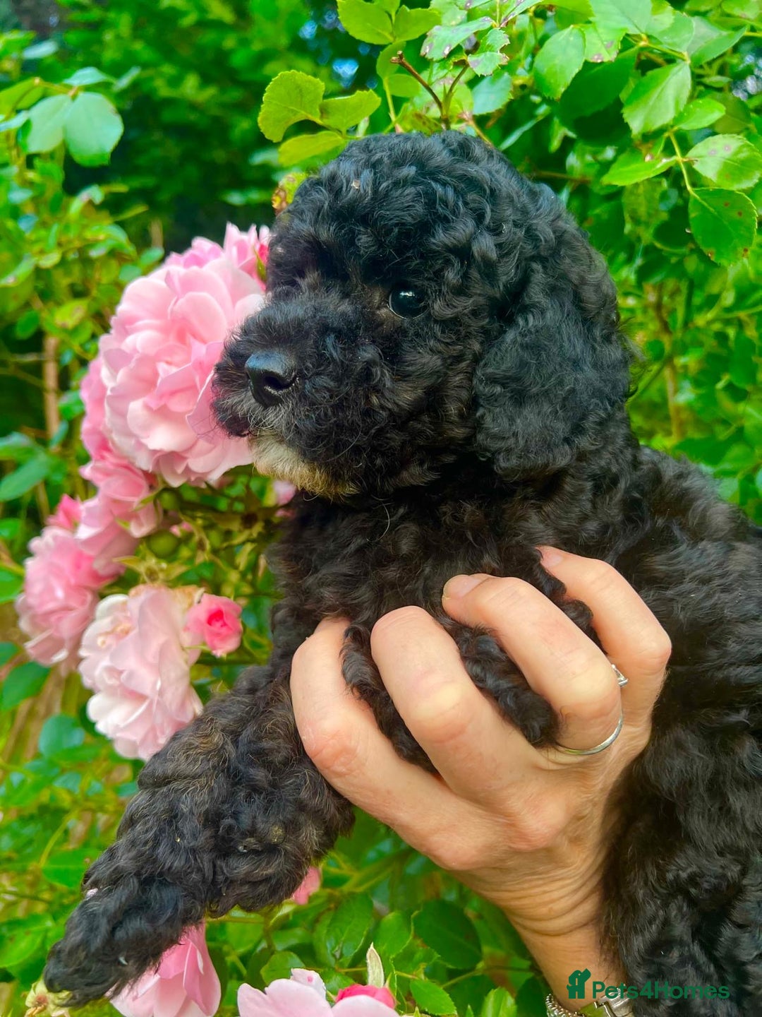 Cavapoo dogs for sale: Cavapoo  - Image 20