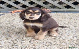 Cocker Spaniel dogs for sale: Gorgeous Chocolate & Sable Show Cocker Pups Ready - Image 20
