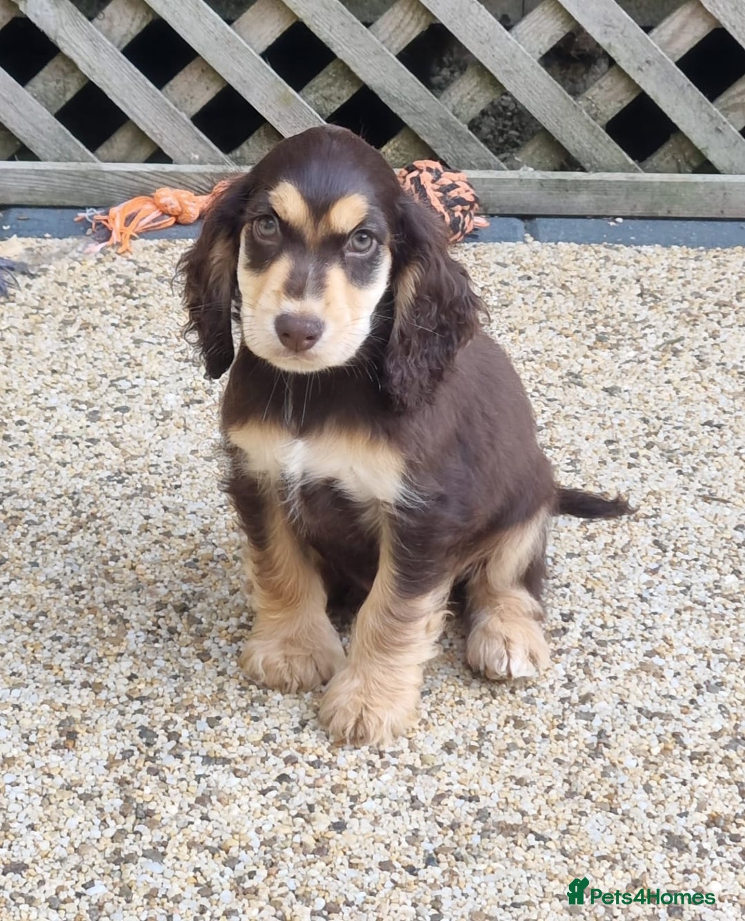 Cocker Spaniel dogs for sale: Gorgeous Chocolate & Sable Show Cocker Pups Ready - Image 20