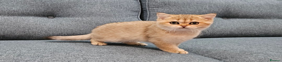 Scottish straight Kitten 2