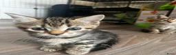 Domestic Shorthair cats for sale: Tabby kittens - Advert 12