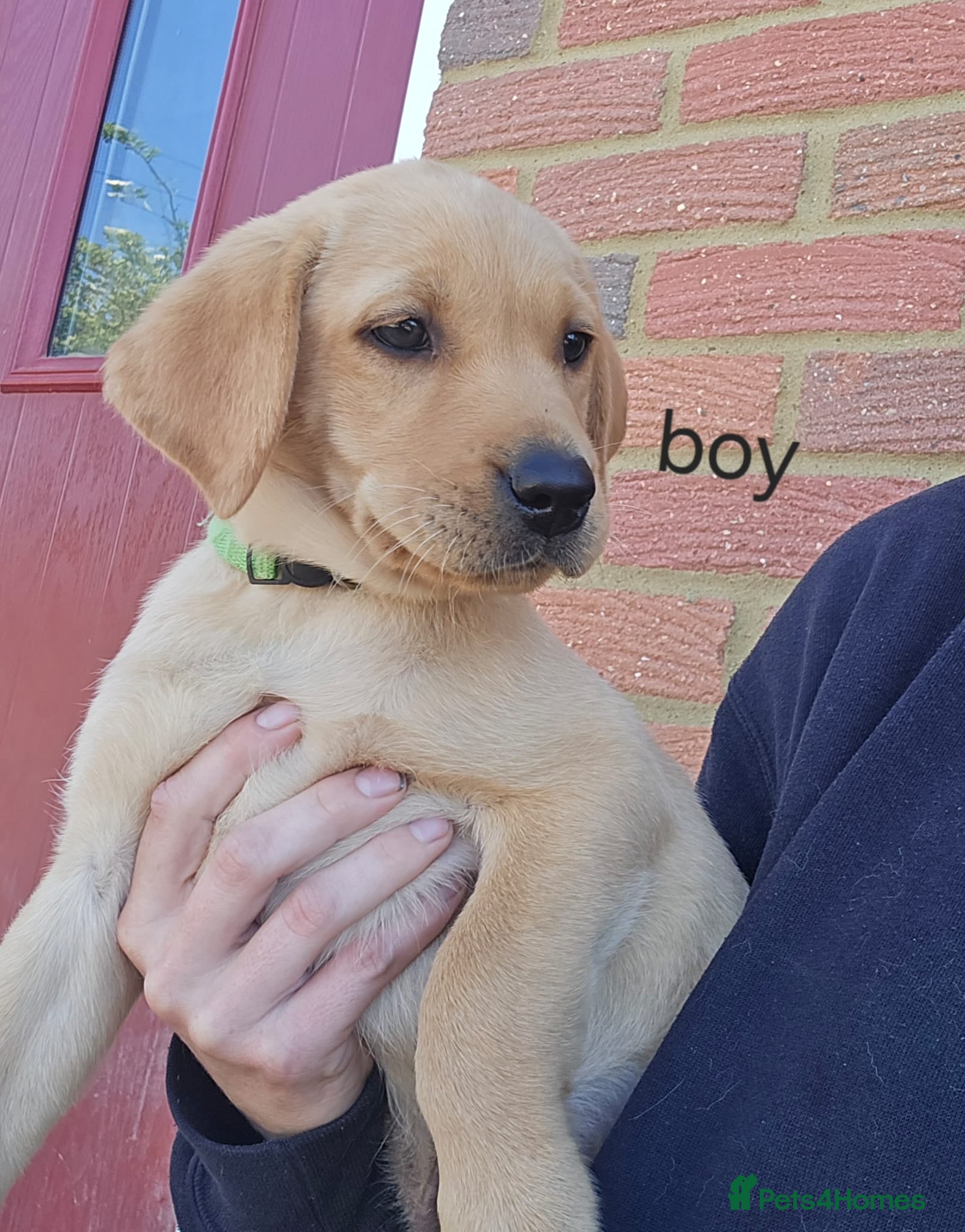 Labrador Retriever dogs Labrador puppies kc registered  - Advert 13