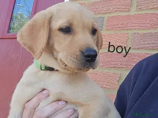 Labrador Retriever dogs Labrador puppies kc registered - Advert 11