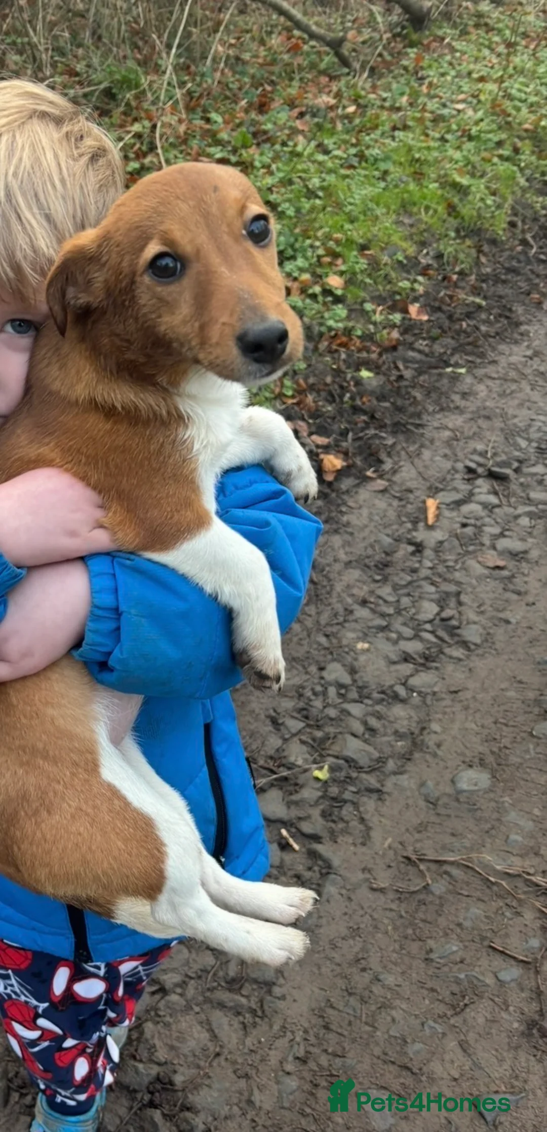 Jack Russell dogs for sale: Ginny girl - 19 month jack Russell  in Kirkby Stephen - Advert 3