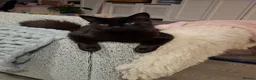 Mixed Breed cats for sale: Bonded brother and sister- with supplies - Advert 6