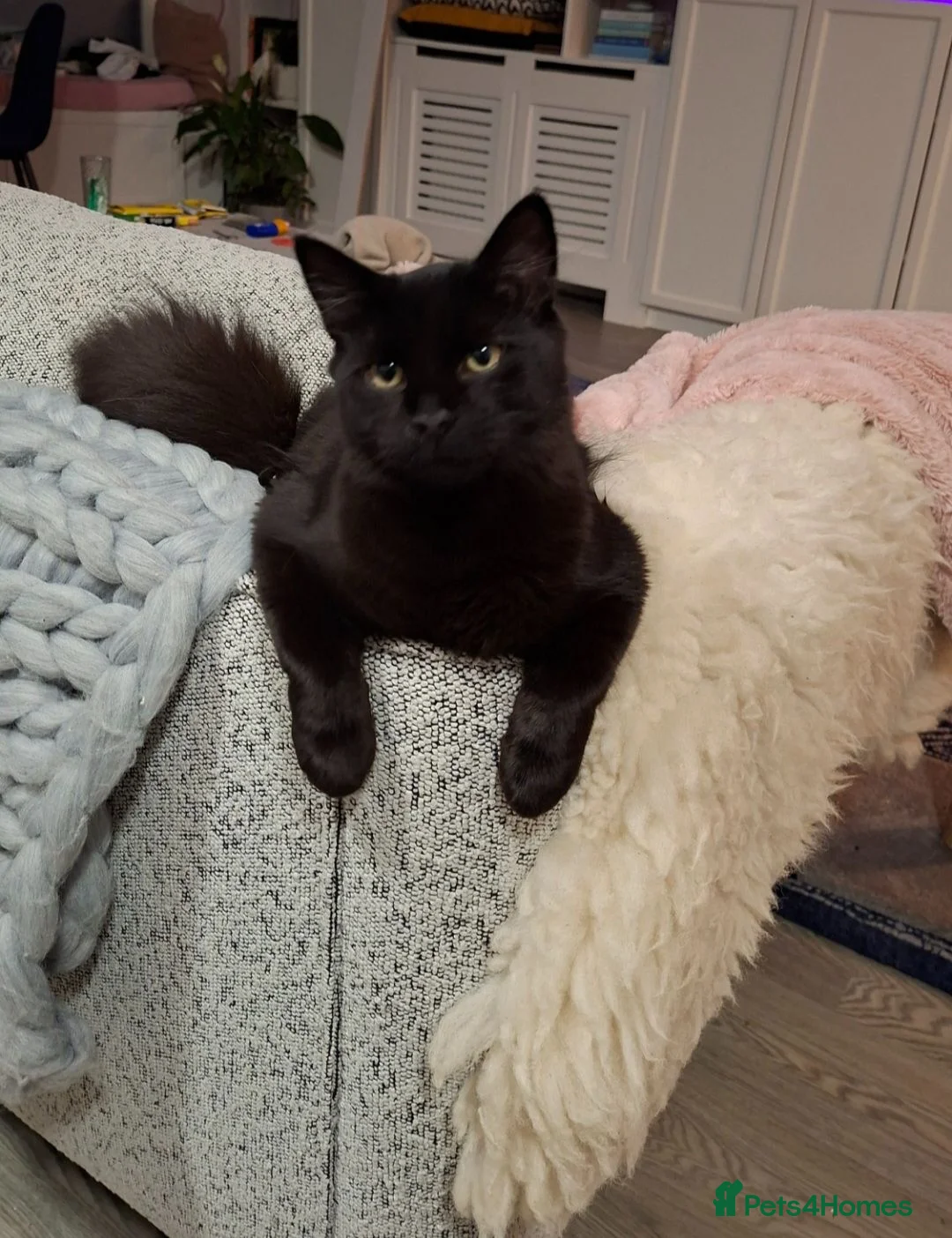 Mixed Breed cats for sale: Bonded brother and sister- with supplies - Advert 6