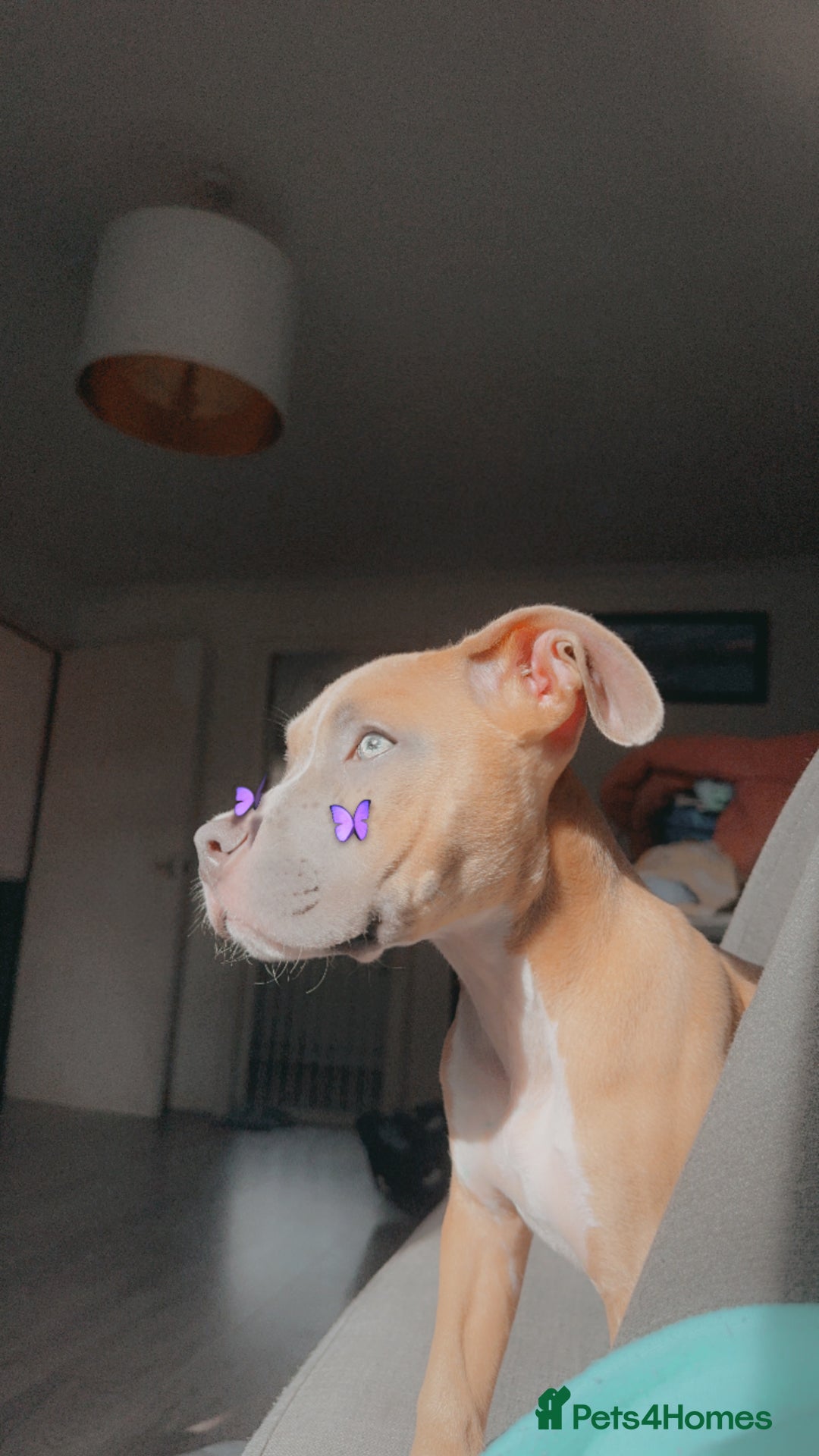 Mixed Breed dogs for sale: Angel - Staffordshire bull terrier cross boxer - Image 3