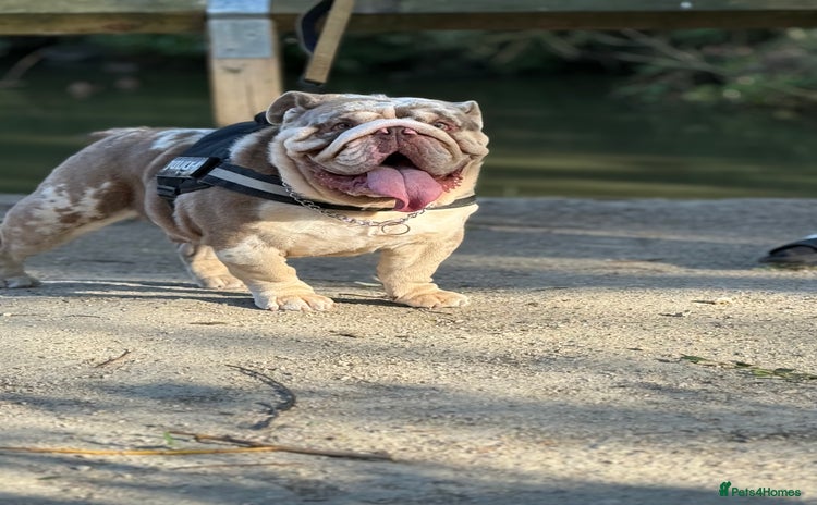 English Bulldog dogs - Advert 1