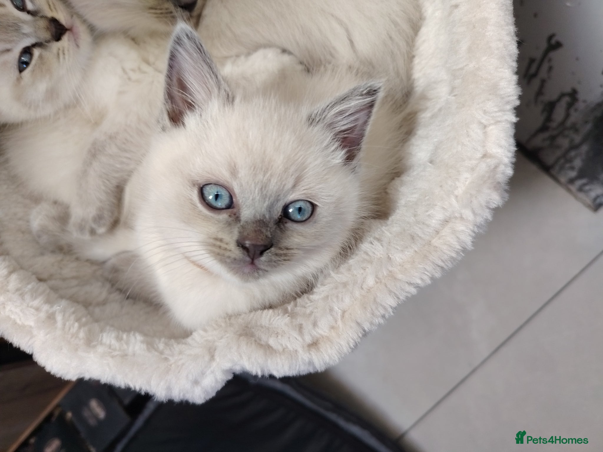 Ragdoll cats Blue Point fluffy Ragdoll kittens  - Advert 5