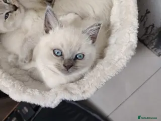 Ragdoll cats Blue Point Ragdoll kittens ready to leave - Advert 6