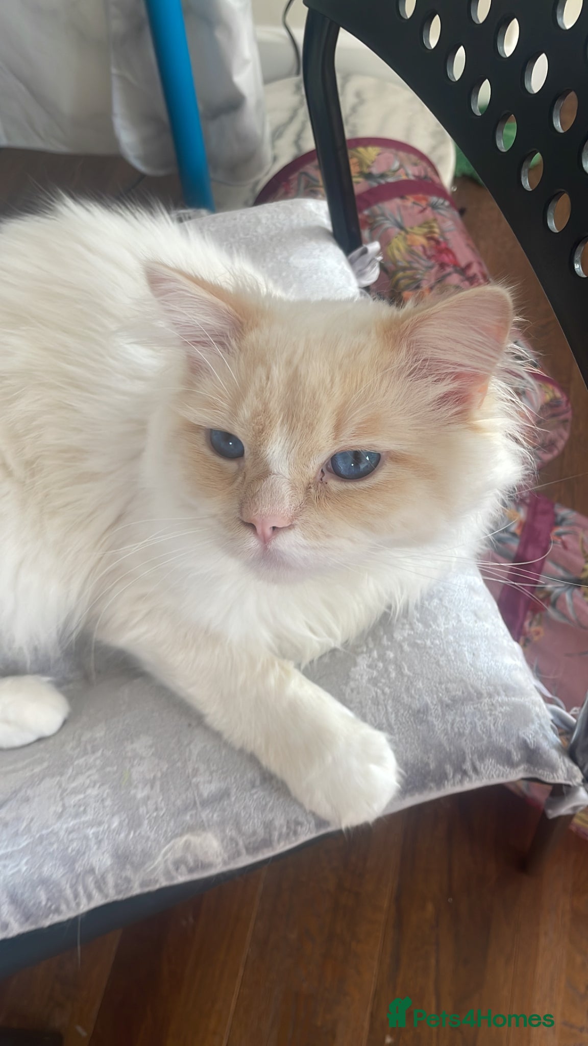 Ragdoll cats GCCF Ragdoll Boy – Needs Experienced Home - Advert 3