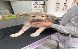Mixed Breed dogs for adoption: SISSY, a Beautiful Young Girl - for a Loving Home - Image 33