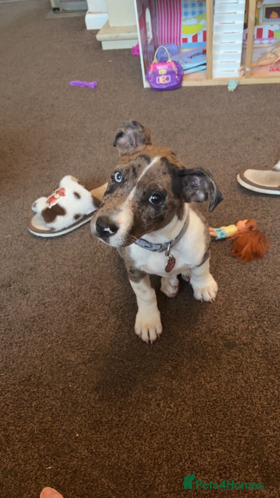 Mixed Breed dogs Puppy - Advert 1