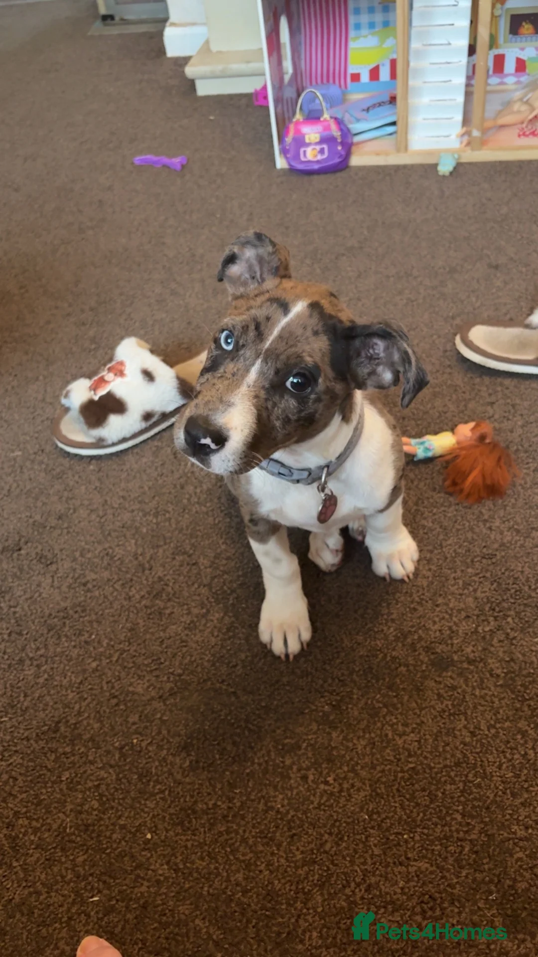 Mixed Breed dogs for sale: Puppy - Advert 1