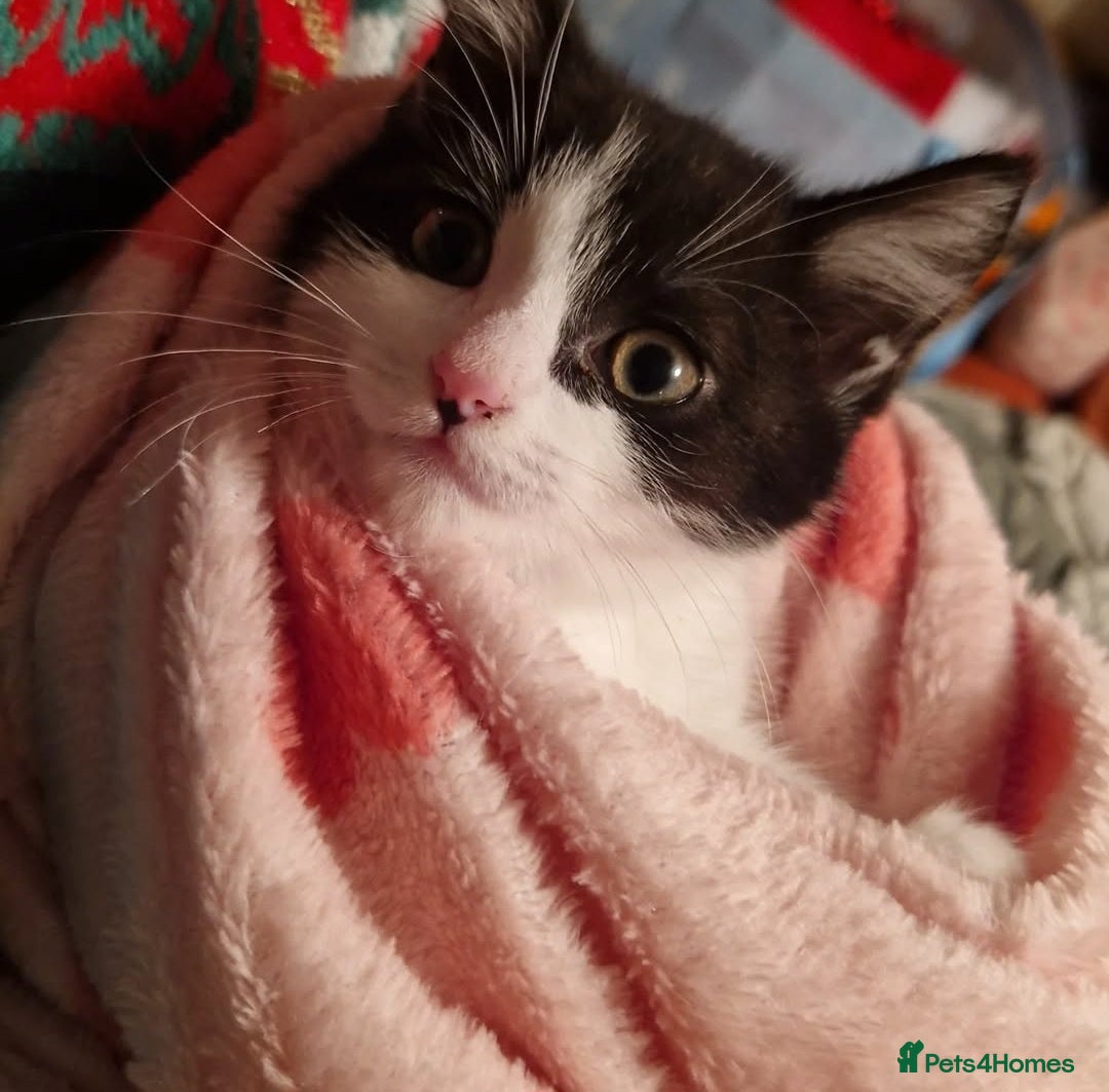 Mixed Breed cats for sale: URGENT REHOMING !!  - Image 2