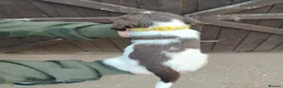 English Springer Spaniel dogs for sale: Beautiful litter of English Springer spaniels - Advert 11
