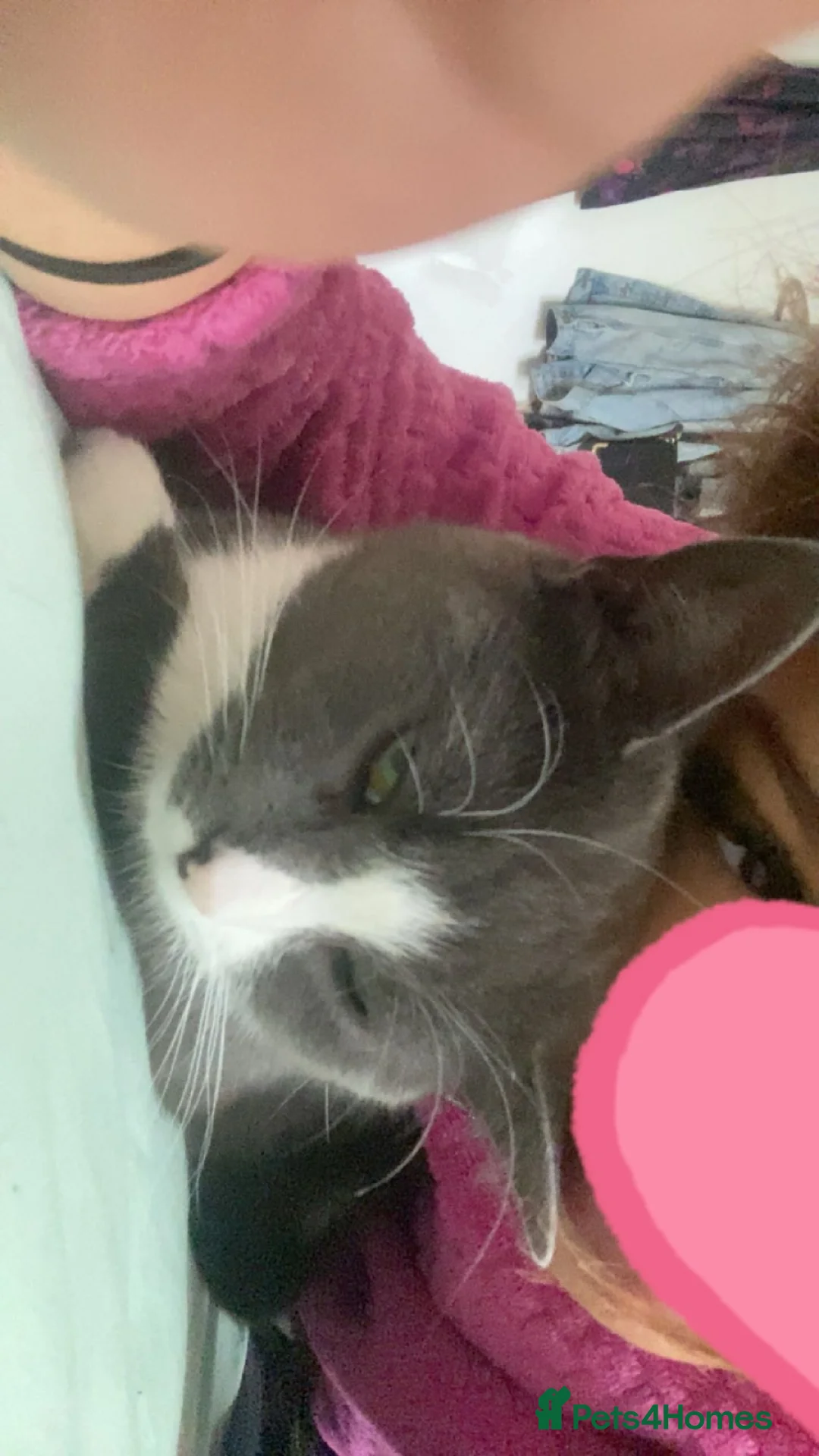 Mixed Breed cats for sale: grey cat - Advert 2