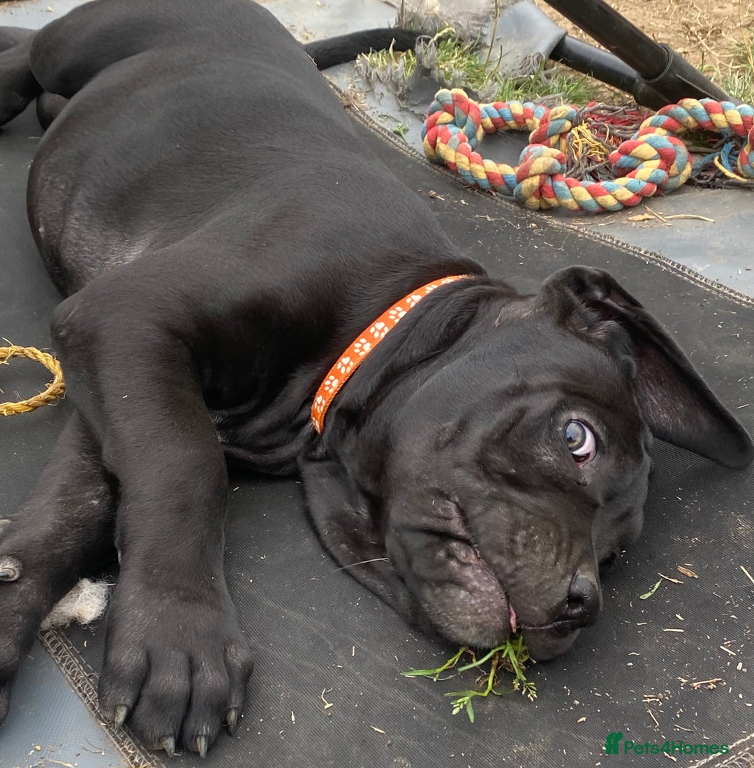 Cane Corso dogs for sale: Big Pure Cane Corso Puppies Ready Now!  - Image 14