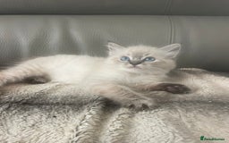 Ragdoll cats for sale: Last boy girl Hcm pkd so loving  playful cutie  - Image 31