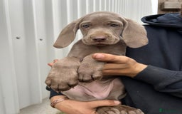 Weimaraner dogs for sale: Stunning Weimaraner pups (KC Registered pedigree)  - Image 18
