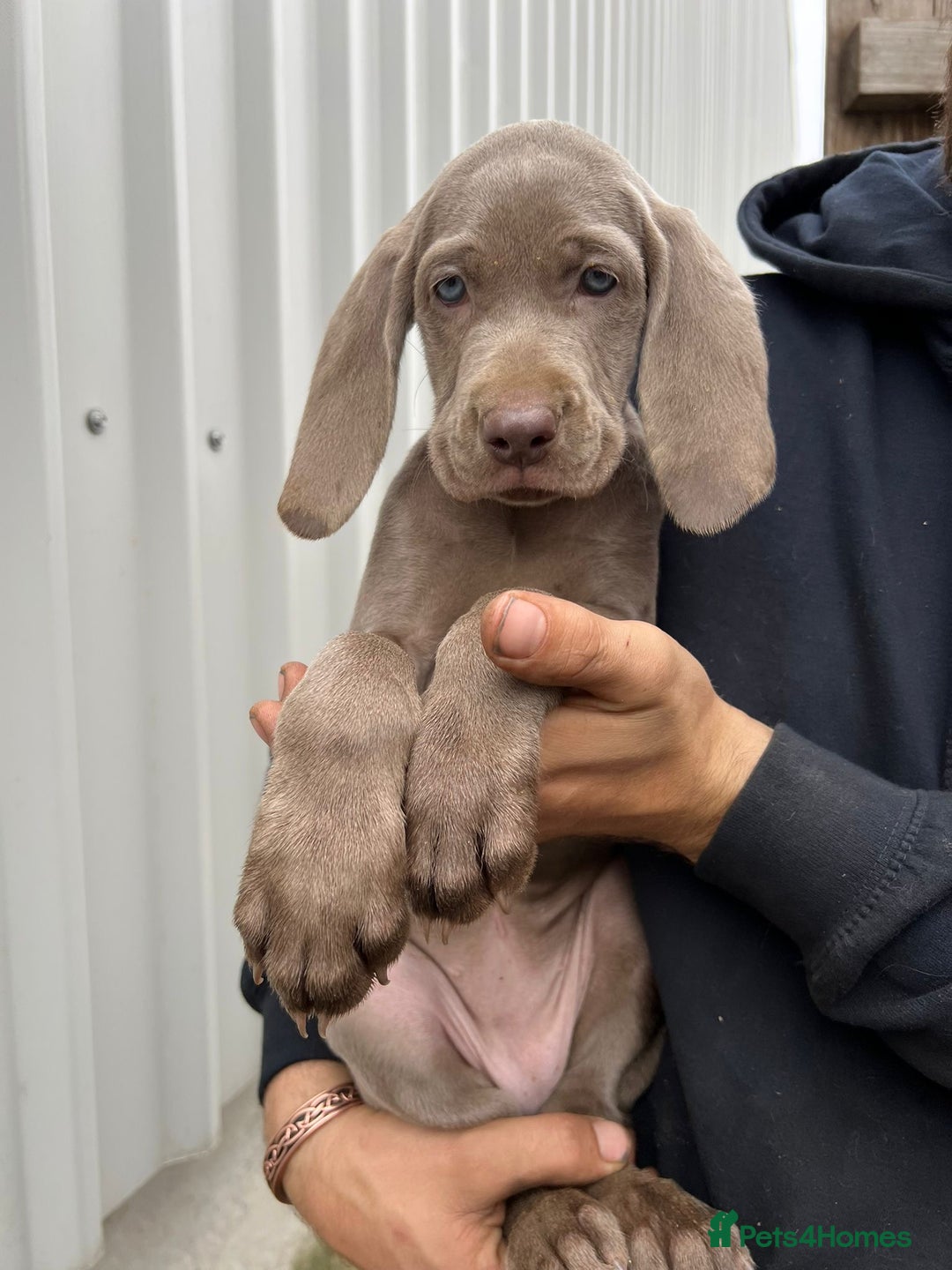 Weimaraner dogs for sale: Stunning Weimaraner pups (KC Registered pedigree)  - Image 18