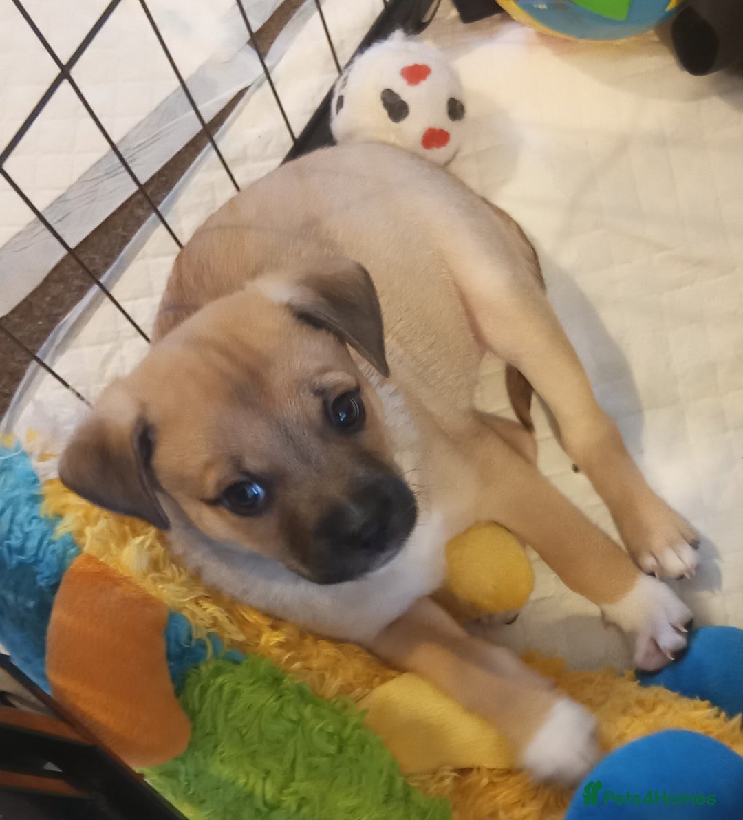 Mixed Breed dogs for sale: Pug X Collie pups (Pugollies) 3 Boys 2 Girls - Advert 15