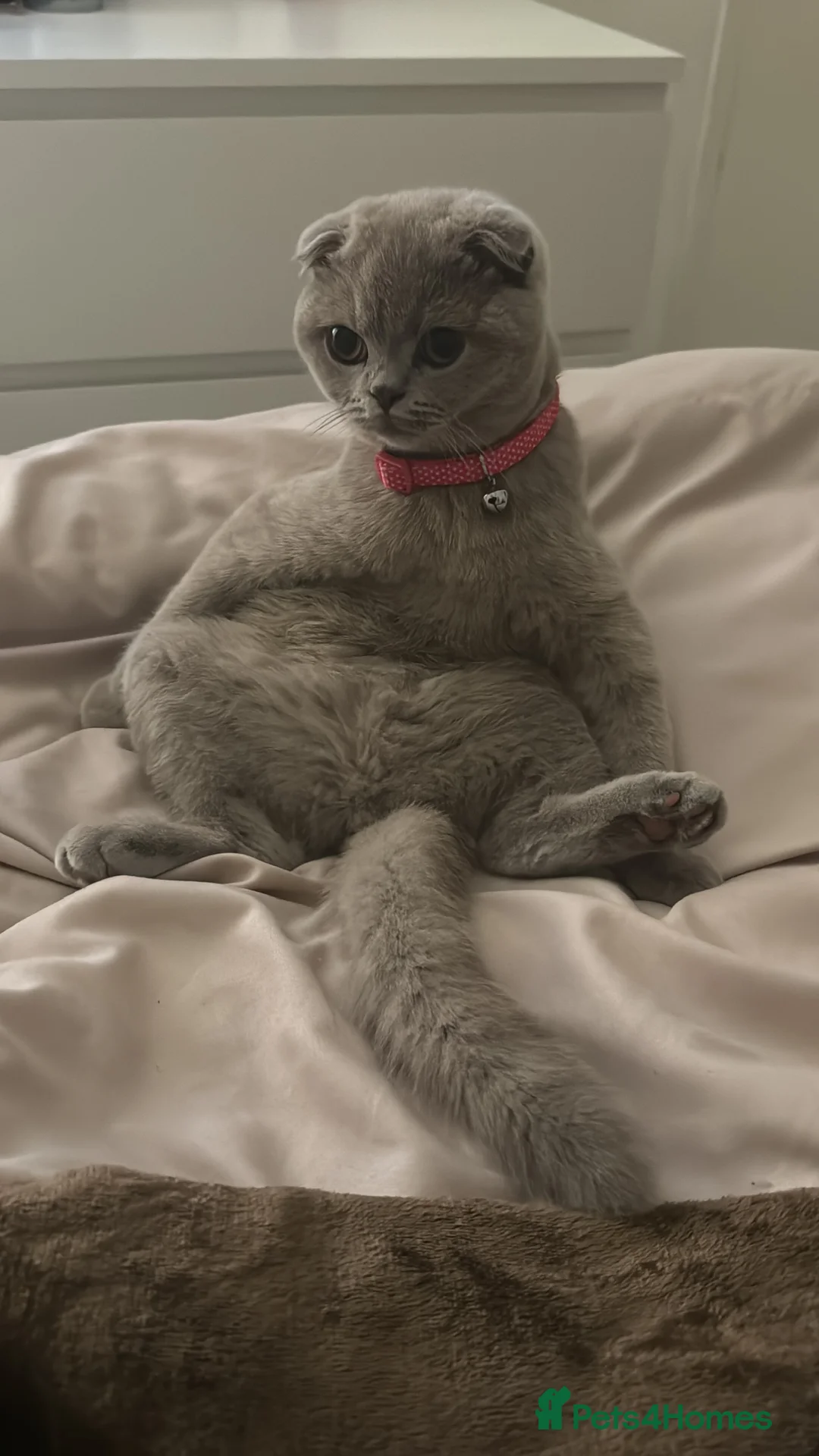 Scottish Fold cats for sale: Lilac british short hair/scottish fold kittens in Stanmore - Advert 2