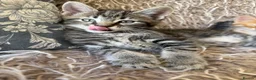 Maine Coon cats for sale: Maine Coon x Silver Tabby British Short hair - Advert 8